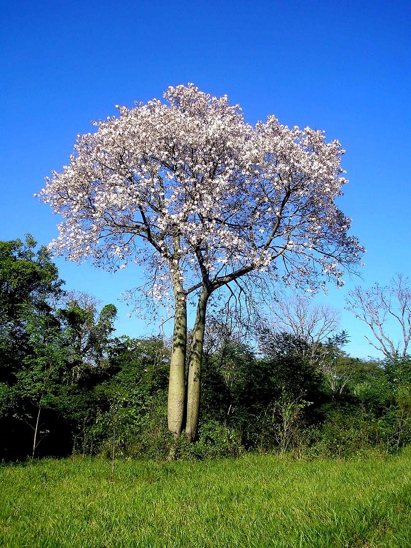 kapoko pluostas